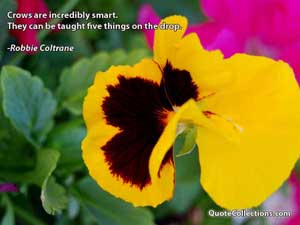 robbie_coltrane_quotes Quotes 3